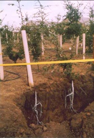 oak-root-growth